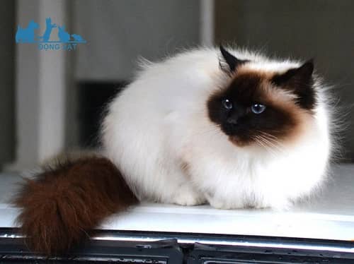 mèo birman mập mạp