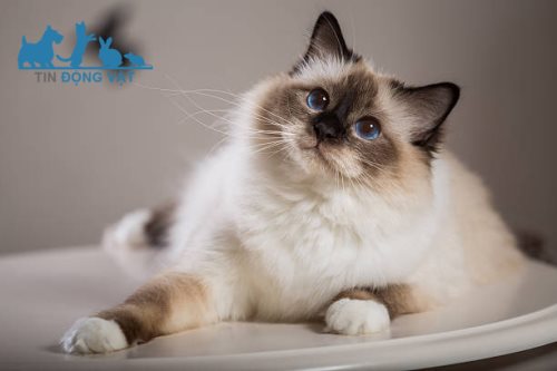 mèo birman quý tộc