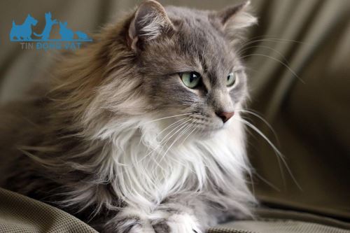 mèo maine coon kute