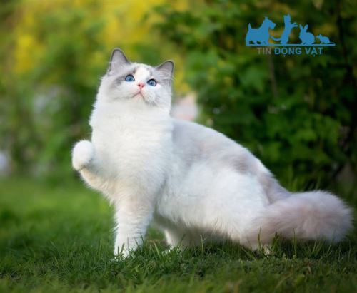 mèo ragdoll dễ thương