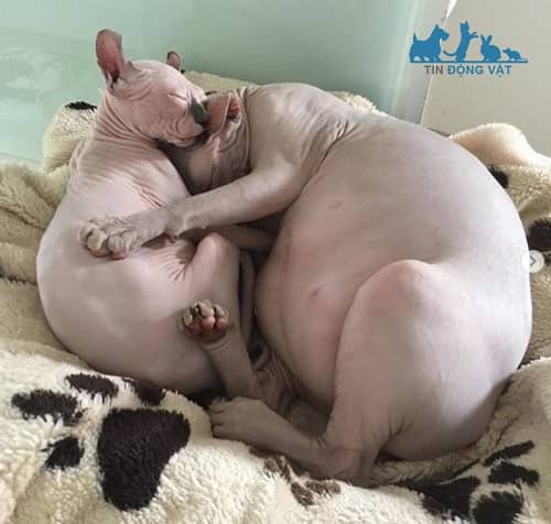 mèo sphynx béo ú