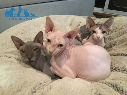 mèo sphynx đắt giá