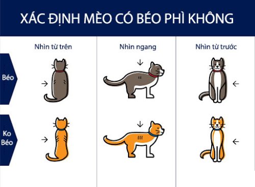 xác định mèo có béo phì không