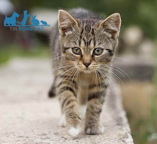 sự thật về mèo vằn tabby