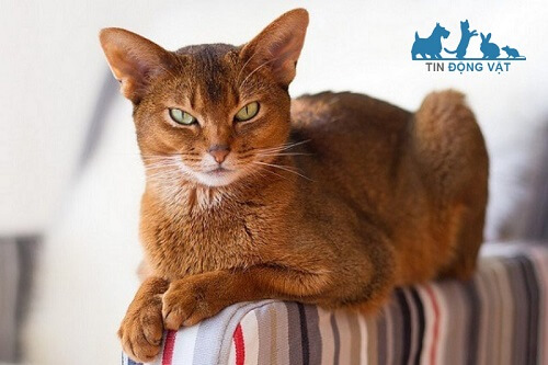 mèo mướp muối tiêu abyssinian