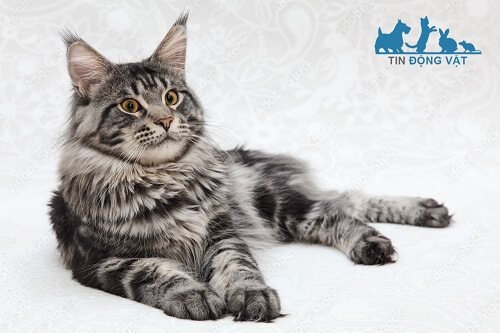 mèo maine coon tabby