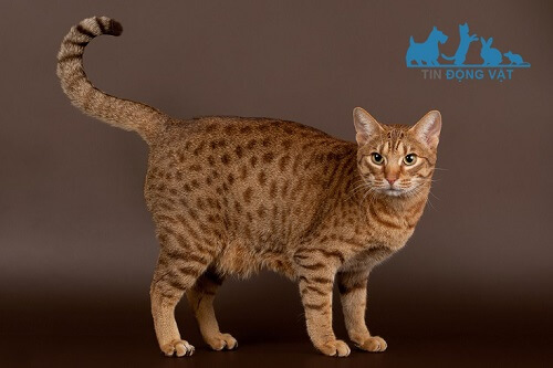 mèo ocicat vằn lông đốm