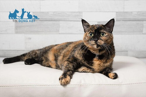 mèo nhị thể Tortoiseshell