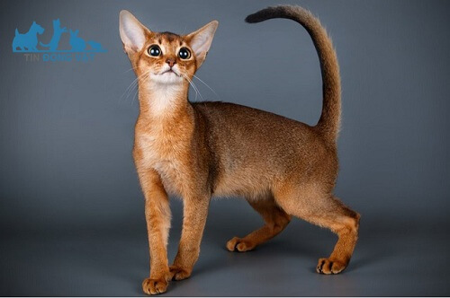 Mèo Abyssinian