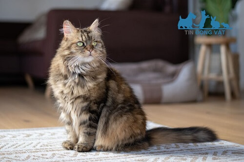 mèo lông xù maine coon