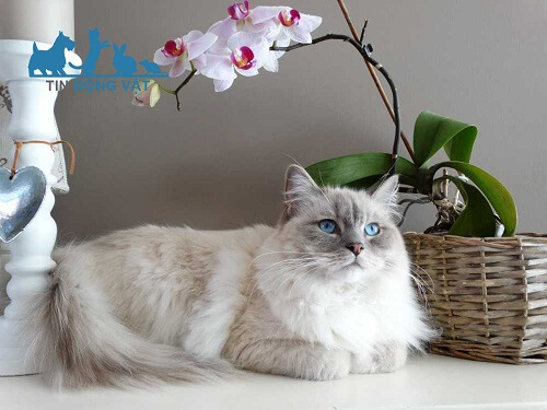 mèo ragdoll lông xù