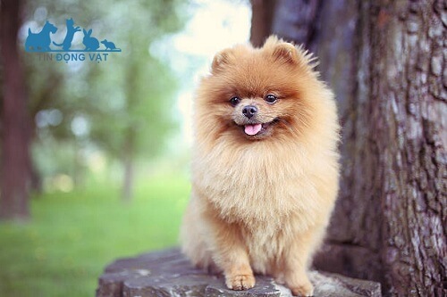 Chó pomeranian mặt baby