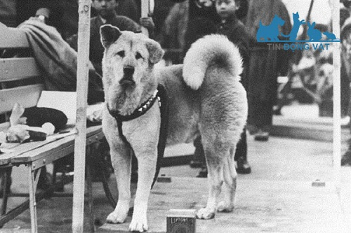 chó hachiko nhật bản nổi tiếng