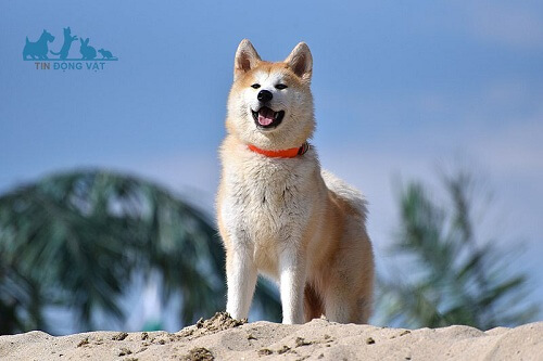 chó nhật akita inu