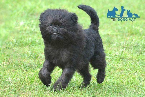 chó Affenpinscher từ đức