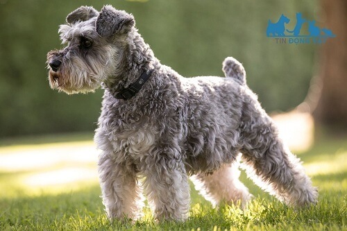 chó ông già đức Schnauzer