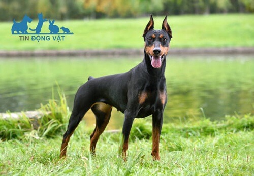 chó đức dobermann