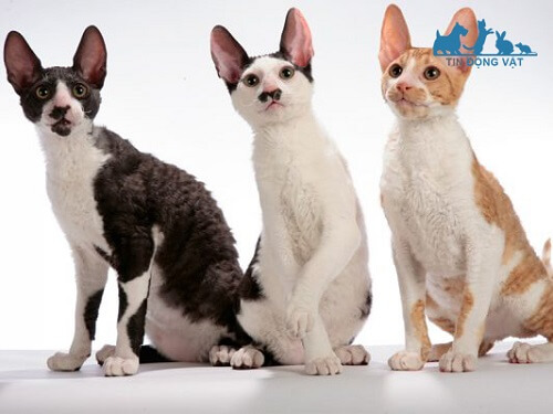 mèo Cornish Rex giá bao nhiêu tiền