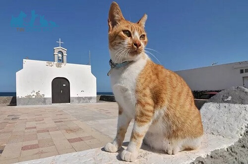 mèo hy lạp aegean