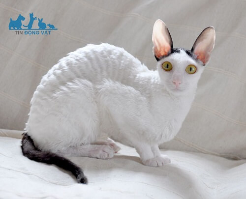 nguồn gốc mèo Cornish Rex