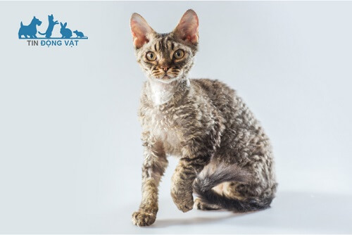 sức khỏe của mèo Cornish Rex