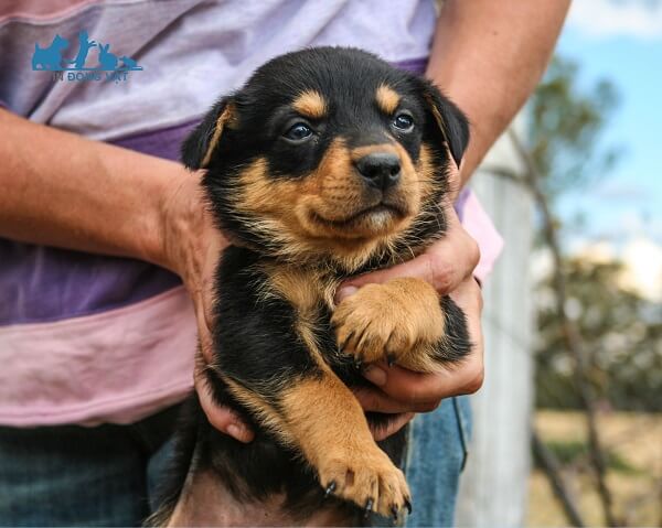 giá chó chăn cừu úc kelpie