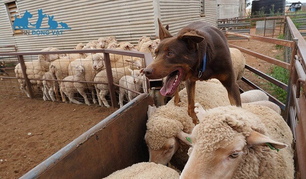 tính cách chó chăn cừu kelpie úc