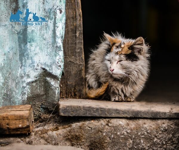 có nên nuôi mèo hoang không